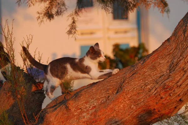 Kot Domowy Niebieski Białym Drapanie Starym Pniu Drzewa Tamarix Świetle — Zdjęcie stockowe