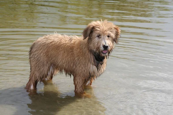 Νεαρός Σκύλος Βοσκός Στο Νερό — Φωτογραφία Αρχείου