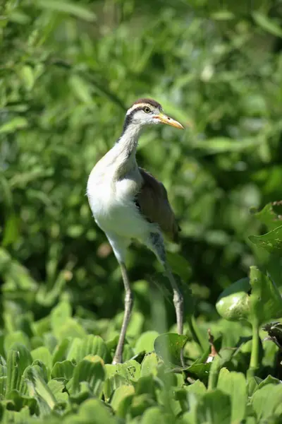 Wattled Jacana Jacana Jacana Pantanal Brazílie Mladý Pták Nebarvený Wattled — Stock fotografie
