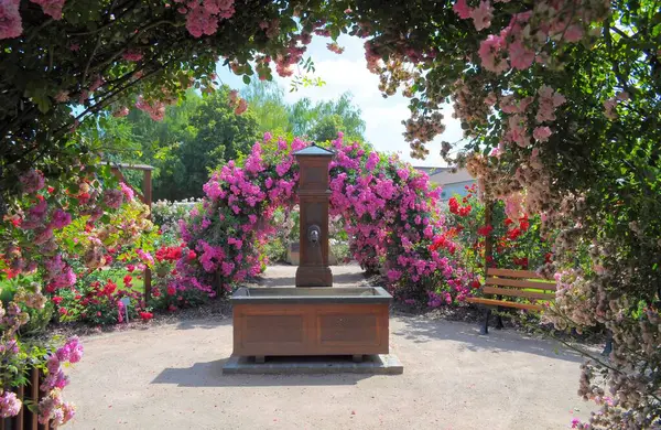 Çeşme Oberderdingen Deki Gül Bahçesi Gül Kemeri — Stok fotoğraf