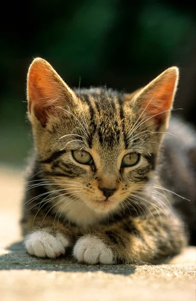 Young Domestic Kitten Weeks — Stock Photo, Image