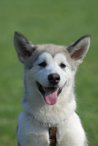 Genç Alaska Malamute Haftalık Köpek Yavrusu Kadın Portre Fci Standard — Stok fotoğraf