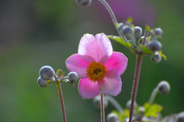 Японский Анемон Anemone Hupehensis Цветет Саду Китайский Анемон — стоковое фото