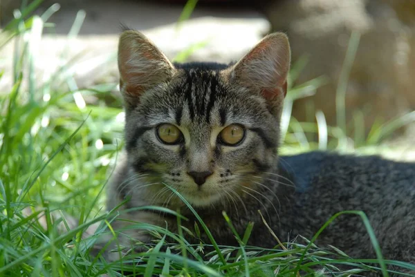 Gatinho Doméstico Jovem Tabby Deitado Grama Retrato Gato Não Pedigree — Fotografia de Stock