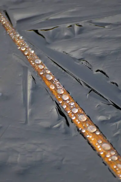 Gefrorene Wassertropfen Auf Halm Teich Halm Mit Gefrorenen Wassertropfen Gartenteich — Stockfoto