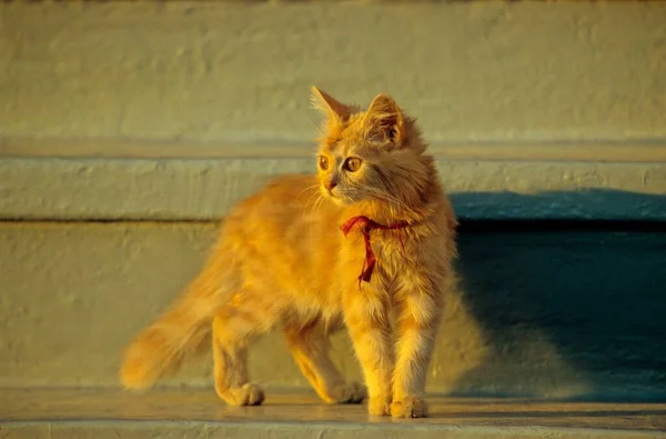 Kedi Kırmızı Yakalı Kedi Akşam Güneşinde Oturuyor — Stok fotoğraf
