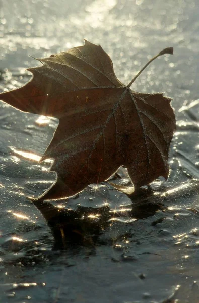 Кленовый Лист Инеем Черном Льду — стоковое фото