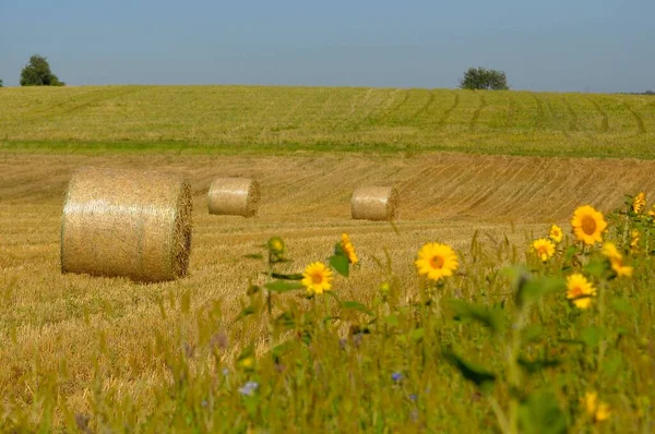 Sunflower Meadow — Stock Photo, Image