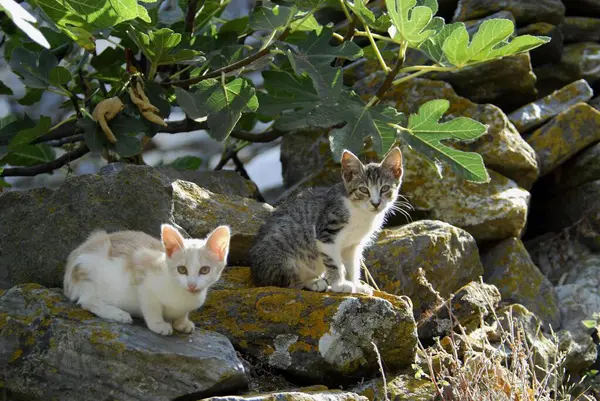 2人の若い家庭用子猫 白とタビーのクリーム イチジクの木 ティノス島 キクラデス ギリシャ 二つの子猫の下の岩壁の側に横に座って キクラデス ギリシャ ギリシャ — ストック写真