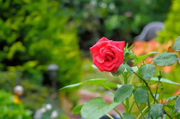 Jediná Červená Růže Kvetoucí Zahradě — Stock fotografie