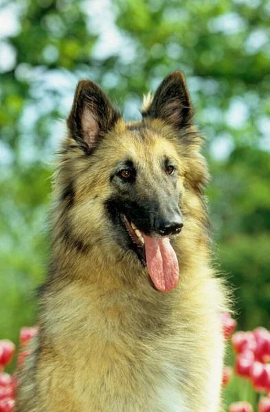 ベルギーの羊飼い犬 — ストック写真
