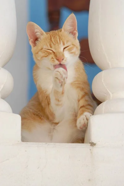 Junge Hauskatze Auf Einem Balkon Sitzend Nahsicht — Stockfoto