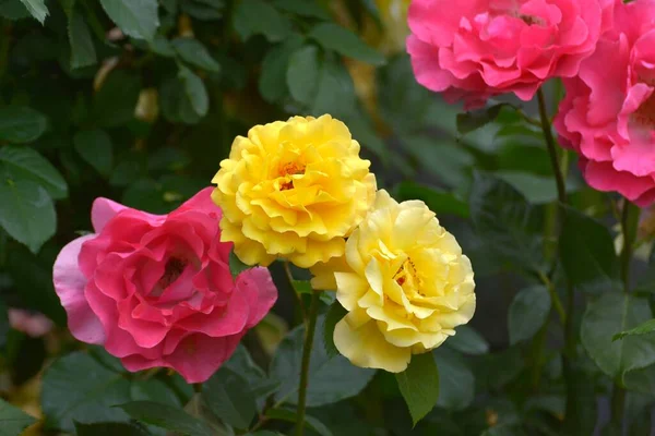 Kuning Dengan Mawar Merah Mekar Taman — Stok Foto