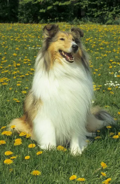 Çimenlerde Oturan Collie Köpeği — Stok fotoğraf