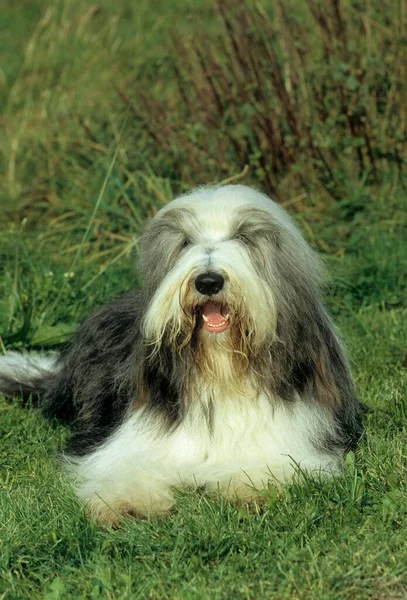 Bearded Collie Highland Collie Mountain Collie Hairy Mou Collie Fci — Foto Stock