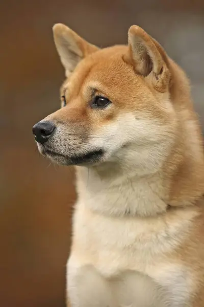 Портрет Шиба Іну Fci Standard Японська Порода Собак — стокове фото