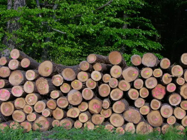 Stämme Holz Brennholz Holzstapel Frisch Geschnitten Forstwirtschaft Stämme Holz Brennholz — Stockfoto