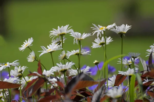 Weiße Gänseblümchen Garten Wiesenmargerite Leucanthemum Vulgare Wiesenmargerite Wiesenblume Rosengarten Oberderdingen — Stockfoto