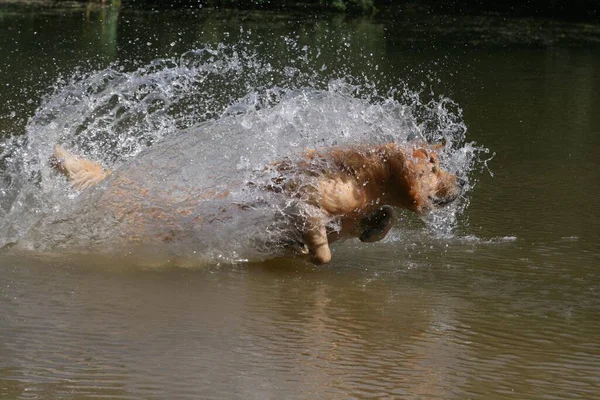 Golden Retriever Male Years Old Runs Jumps Water — Stock Photo, Image