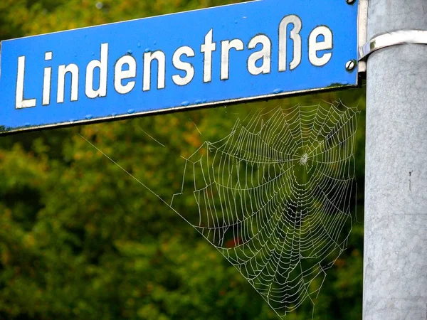 Spindelnät Med Dagg Gatuskylt Lindenstrae — Stockfoto
