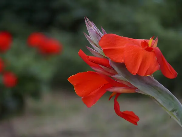 Flor Cannabis Vermelha Jardim — Fotografia de Stock