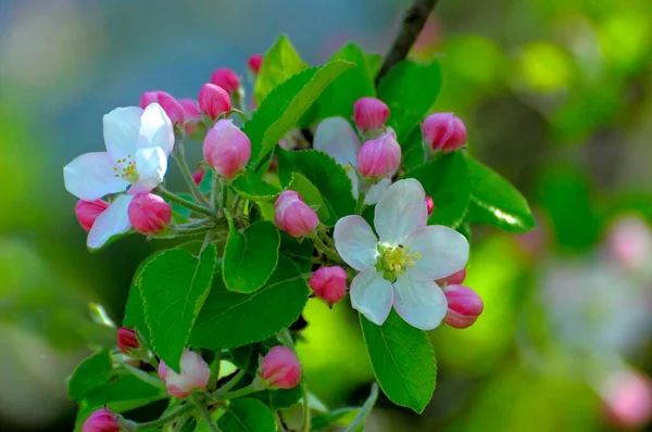 Appelbloesemtak Tuin Appelboom Malus Domestica Bloeiende Boom — Stockfoto