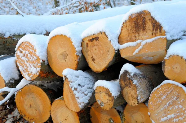 Holzlager Winterwald Mit Schnee — Stockfoto