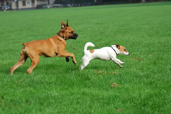 German Boxer and Jack Russell Terrier, running together across a meadow, FCI Standard No. 144 and No. 345, German Boxer and Jack Russell Terrier, running together across a domestic dog (canis lupus familiaris)