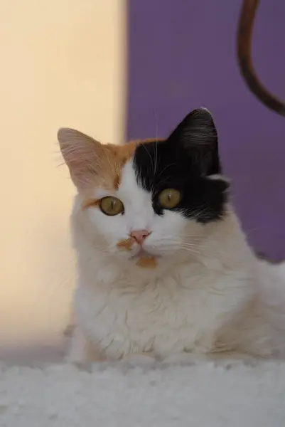 Кошка Сидит Полу — стоковое фото