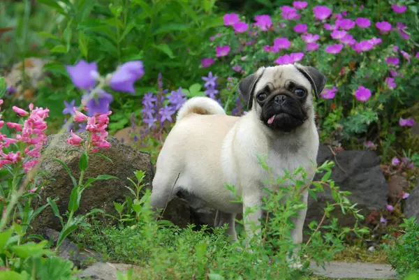 Young Pug Weeks Old Female Standing Garden Flowers Fci Standard — Stock Photo, Image