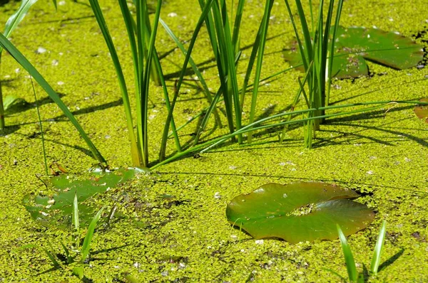 Oberderdingen Deki Yosunlu Gölet Bitkileri Yosunu Lemna Minor Gül Bahçesi — Stok fotoğraf