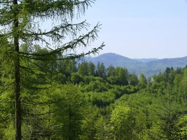 Vårskogen Schwarzwald — Stockfoto