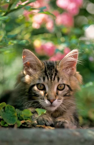 若いメイン クーン子猫 — ストック写真