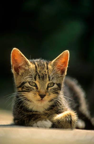 Młody Kotek Domowy Tygodni — Zdjęcie stockowe