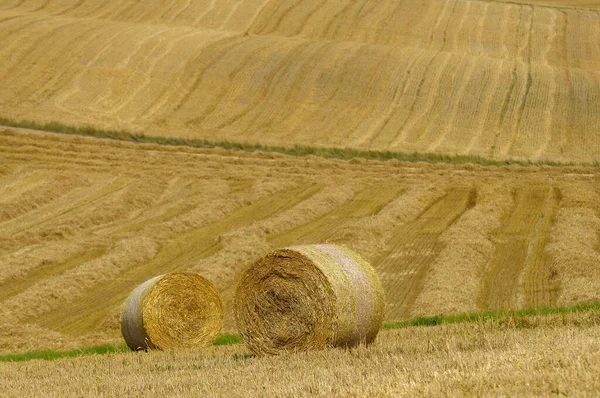 Kraichgau Straw Bales Grain Field Stubble Field — Stock Photo, Image