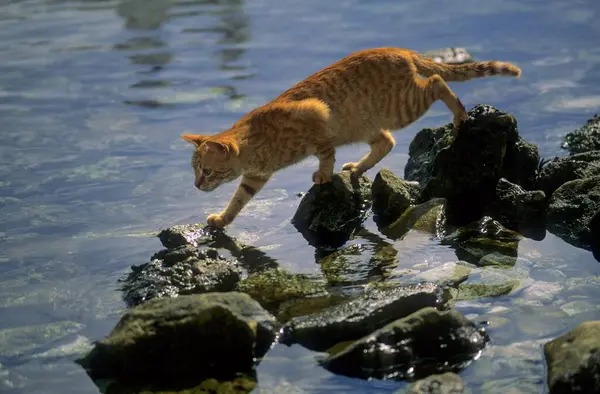 海で魚のために潜んでいる赤い猫 — ストック写真