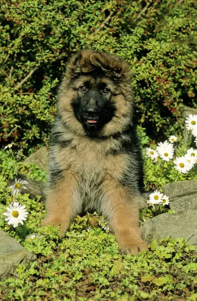 Μακρυμάλλης Τσοπανόσκυλο — Φωτογραφία Αρχείου