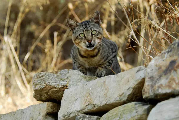 Domácí Kočka Tabby Zvědavě Vykukující Kamenné Zdi Tinos Island Cyclades — Stock fotografie