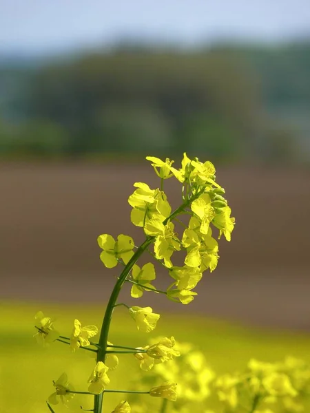 Řepkové Květy Řepkové Semeno Brassica Napus — Stock fotografie