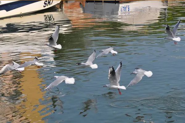 Emilia Romagna Italienska Adriatiska Havet Cervia Hamnen Måsar Fiskmås Flygning — Stockfoto