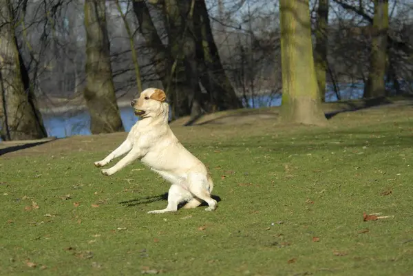 Лабрадор Ретевер Прыжки Веселье Радость Движение Действие Прыжки Собака Собаки — стоковое фото