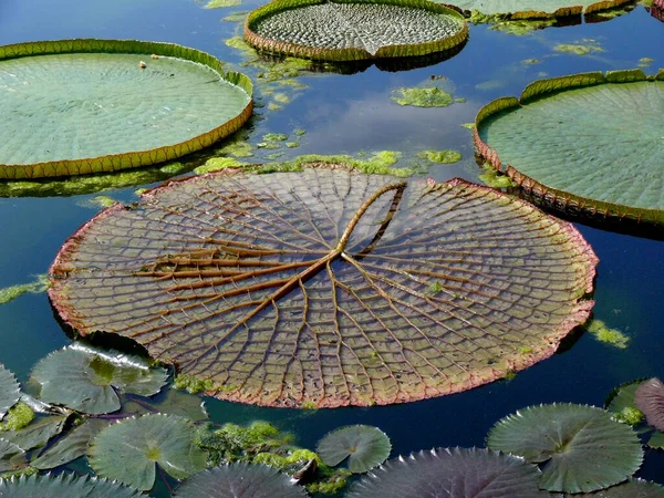 植物園ウィルヘルマ シュトゥットガルト 水リリー池 葉のビクトリア レジアの葉 — ストック写真