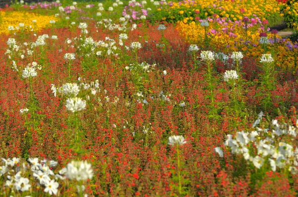 Stuttgart Killesberg Flores Verano Macizos Flores Planta Araña Blanca Jardín — Foto de Stock