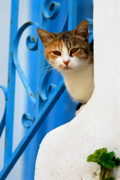 Gato Bonito Rua — Fotografia de Stock