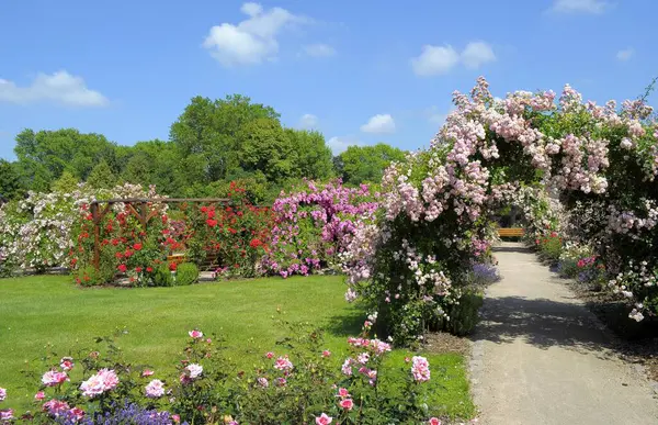 Rose Arch Rose Garden Oberderdingenissä — kuvapankkivalokuva