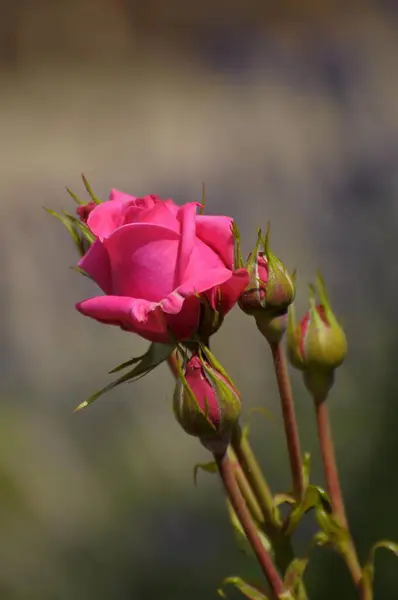 Nobre Rosa Princesa Rosa — Fotografia de Stock