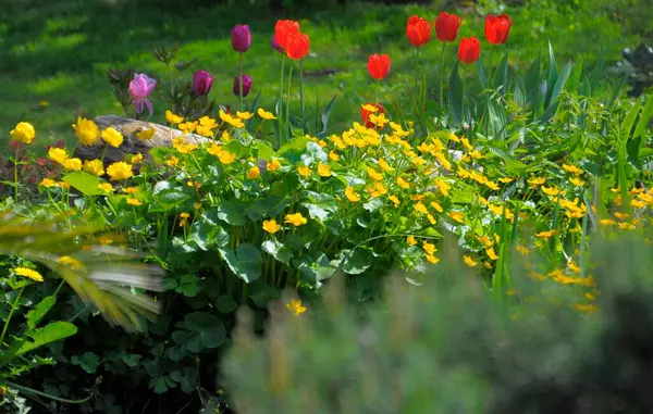 정원에 — 스톡 사진