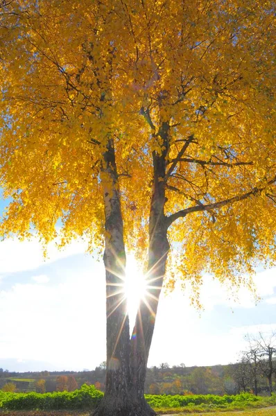 Sonbahar Renginde Huş Ağacı Işığa Karşı Güneş — Stok fotoğraf