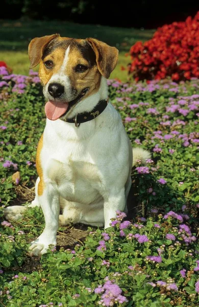 Jack Russell Terrier Szczeniak Tygodni Pies — Zdjęcie stockowe