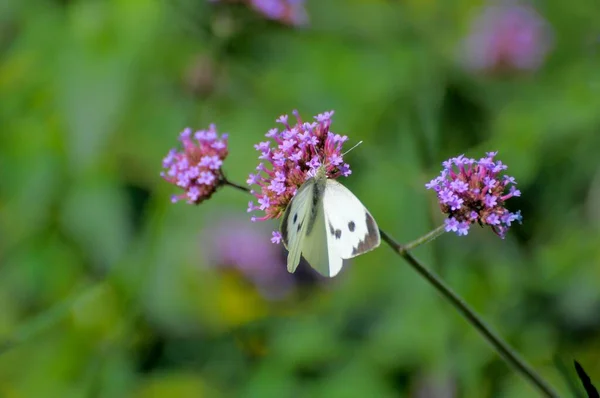 Бабочка Цветке Капуста Белая Бабочка — стоковое фото